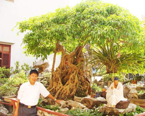 Bonsai, cay canh nghe thuat, cây cảnh nghệ thuật, cay the, cây thế, triển lãm bonsai, trien lam bonsai, triển lãm cây thế, trien lam cay the